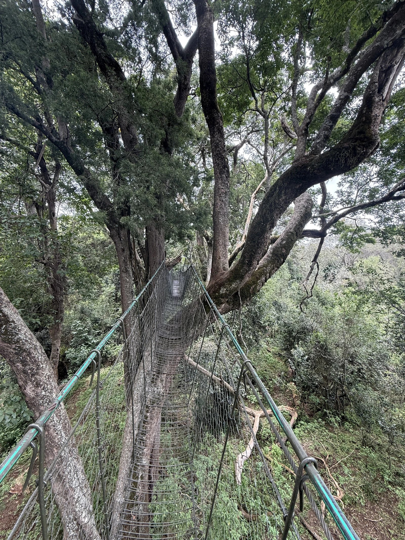 Ngare Ndare Forest Park, Meru Kenya