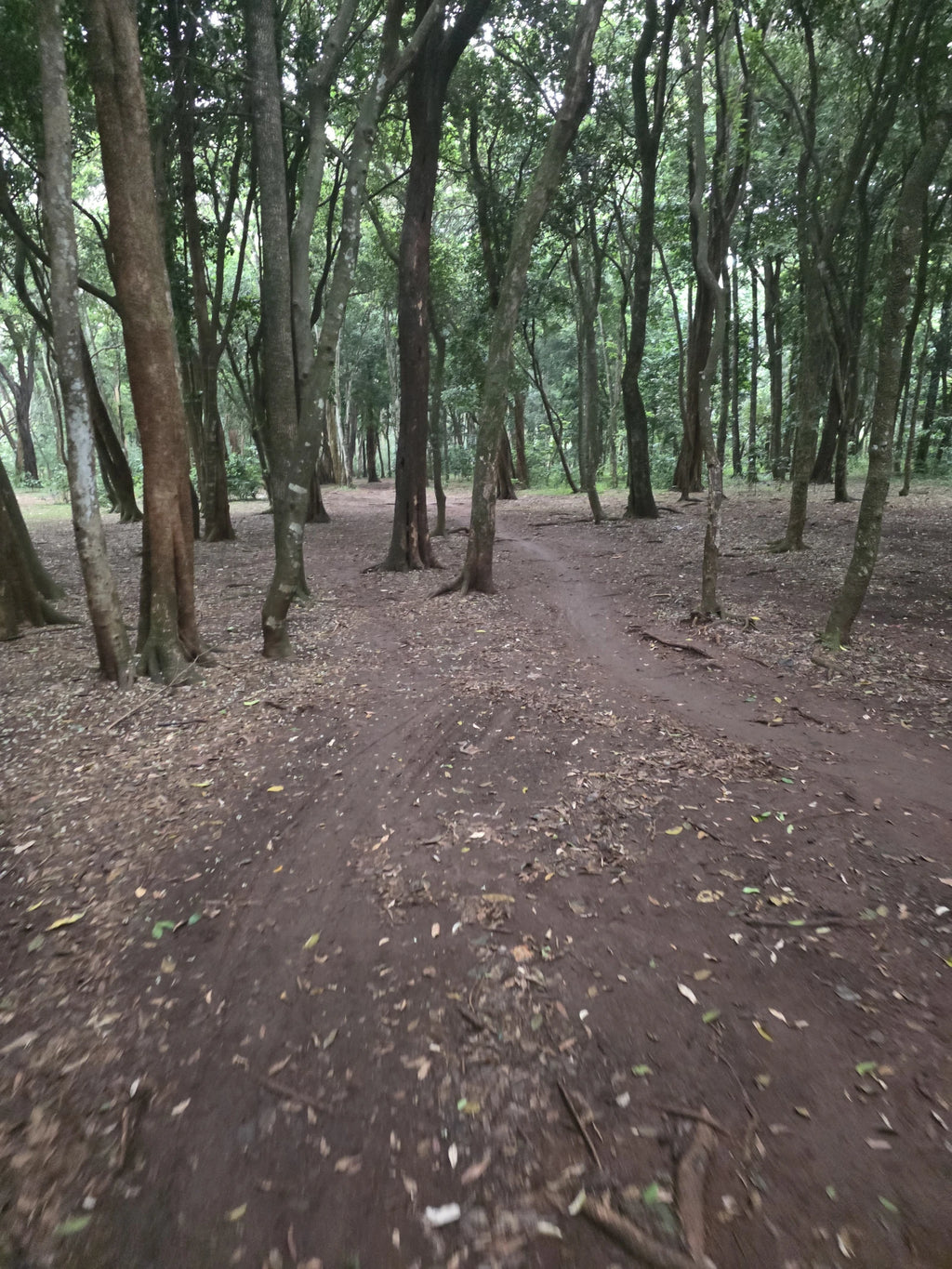 Ngong Road Forest Sanctuary, Ngong Kenya