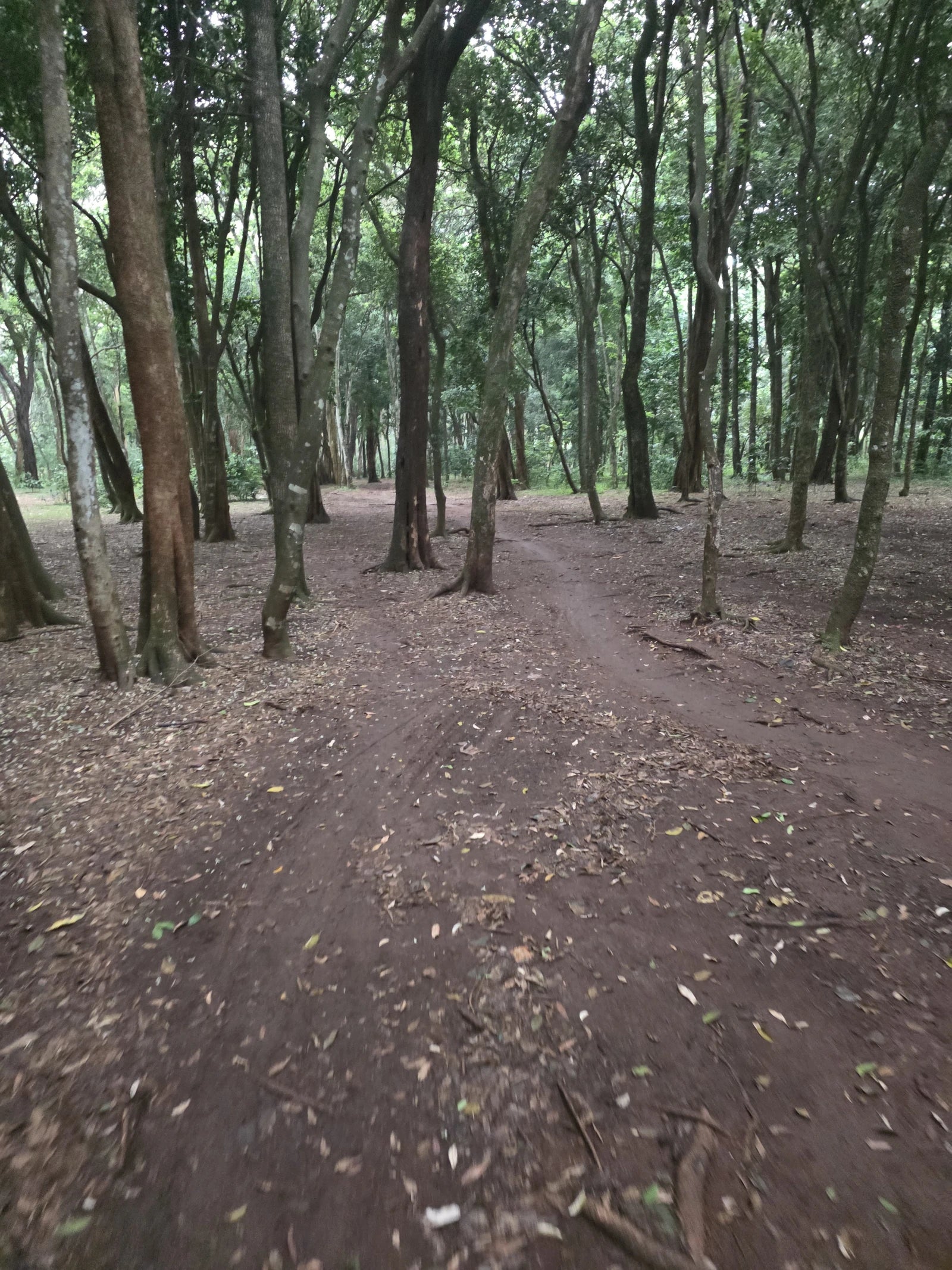 Ngong Road Forest Sanctuary, Ngong Kenya