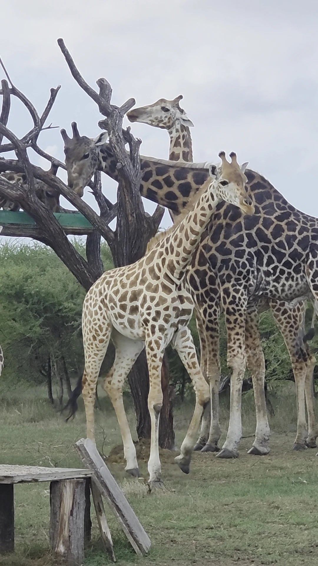 Nguuni Nature Sanctuary, Mombasa Kenya