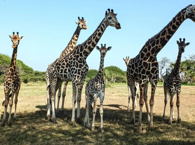 Nguuni Nature Sanctuary, Mombasa Kenya
