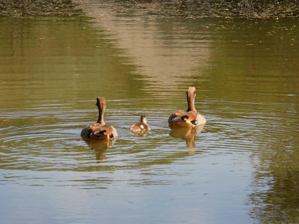 Ngwenya Lodge, Komatipoort South Africa
