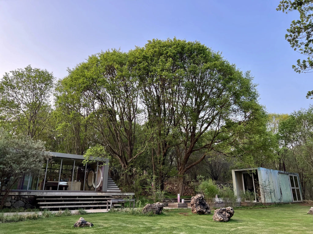 NIROX Sculpture Park, Krugersdorp South Africa