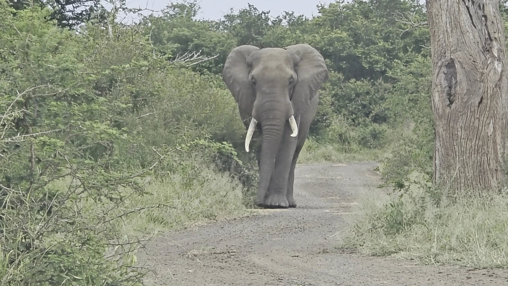 Numbi Gate @ Kruger National Park, 
Pretoriuskop - Skukuza Rd South Africa