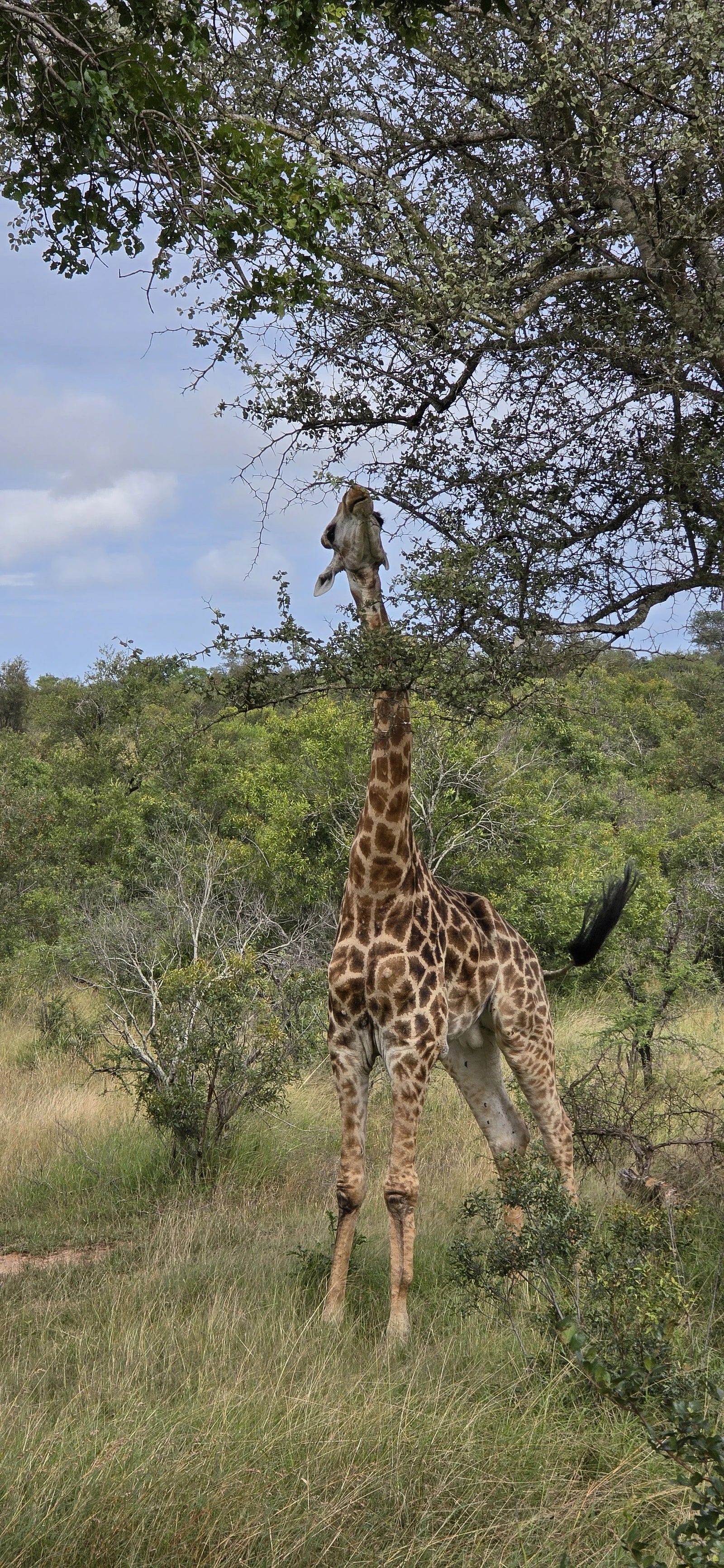 Numbi Gate @ Kruger National Park, 
Pretoriuskop - Skukuza Rd South Africa