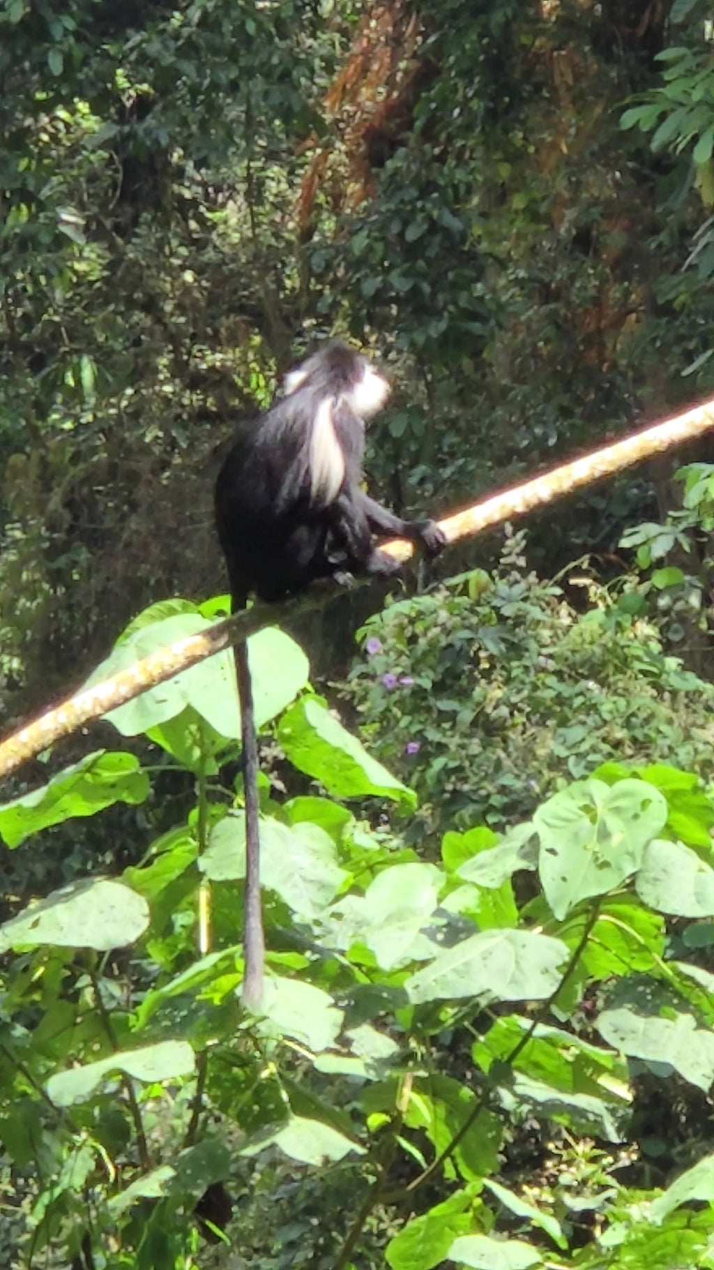 Nyungwe National Park,  Rwanda