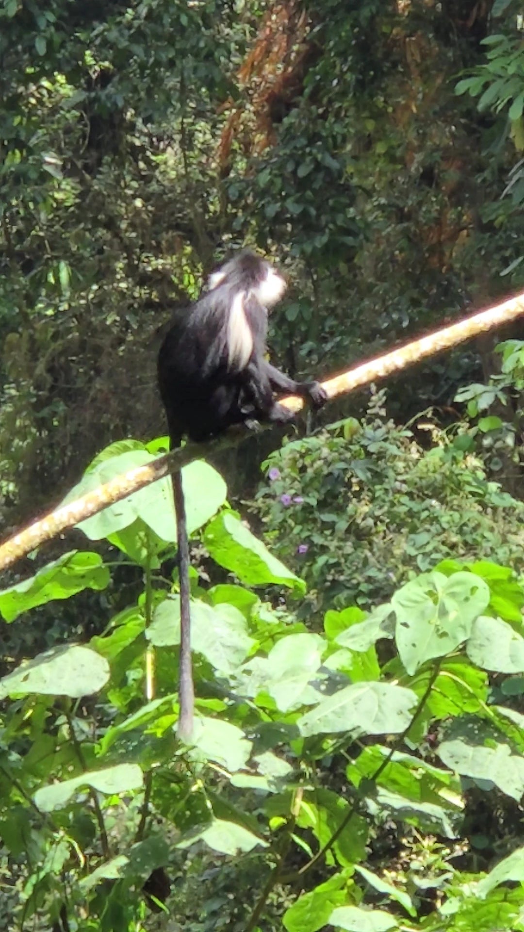 Nyungwe National Park,  Rwanda