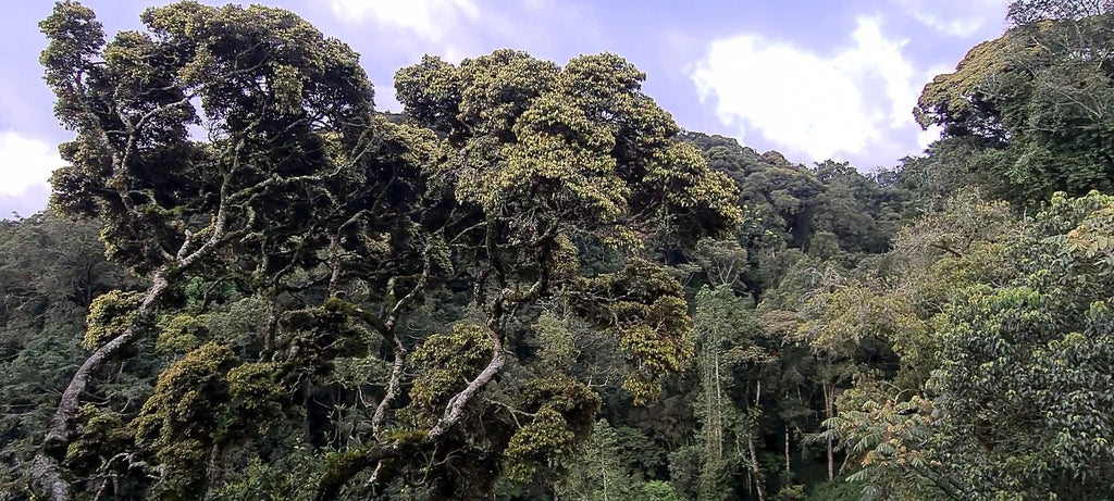 Nyungwe National Park,  Rwanda