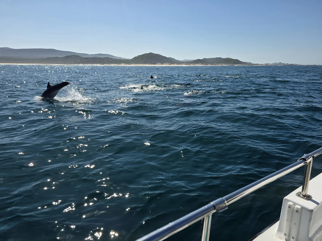 Ocean Odyssey Whale Watching Knysna, Knysna South Africa