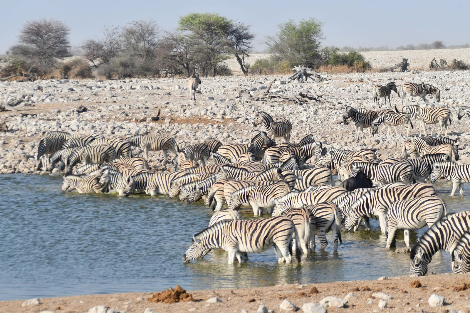 Okaukuejo Etosha, Okaukuejo Namibia
