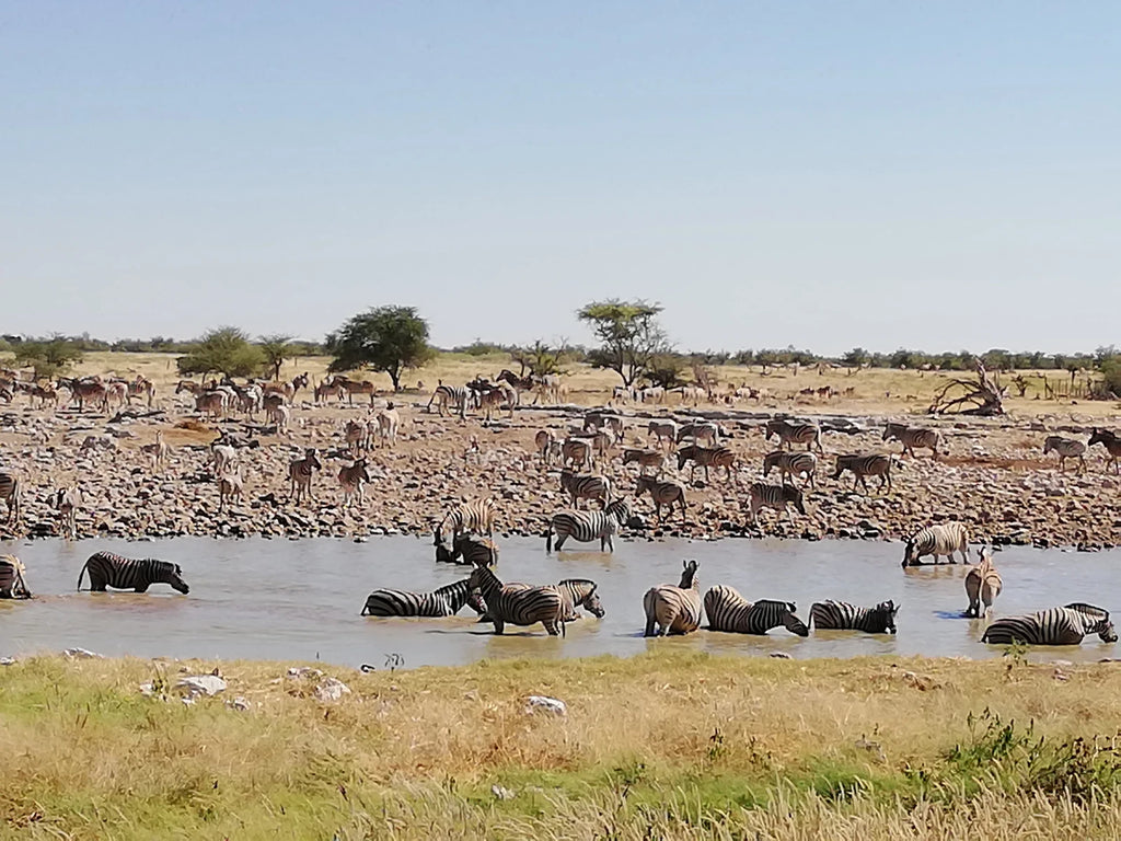 Okaukuejo Etosha, Okaukuejo Namibia