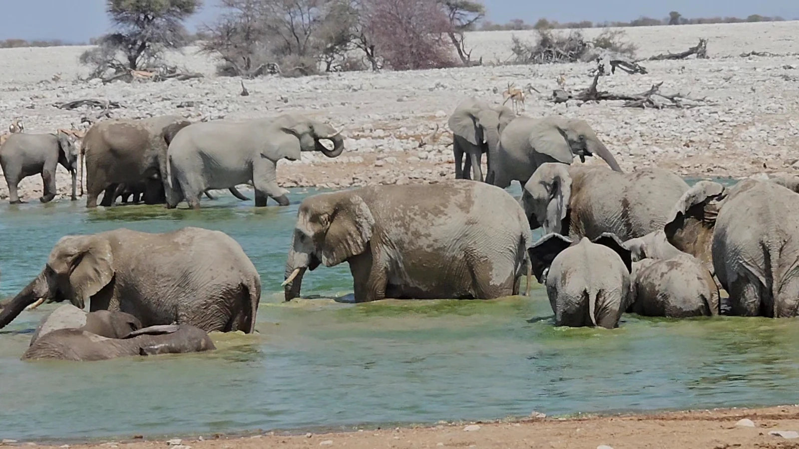 Okaukuejo Etosha, Okaukuejo Namibia