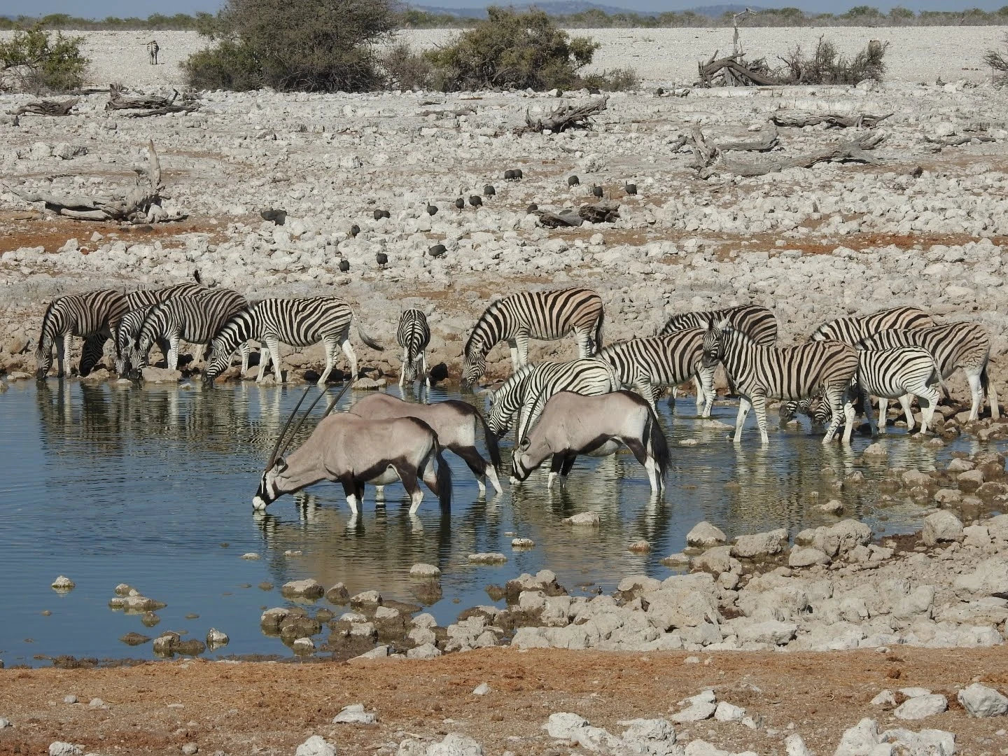 Okaukuejo Etosha, Okaukuejo Namibia