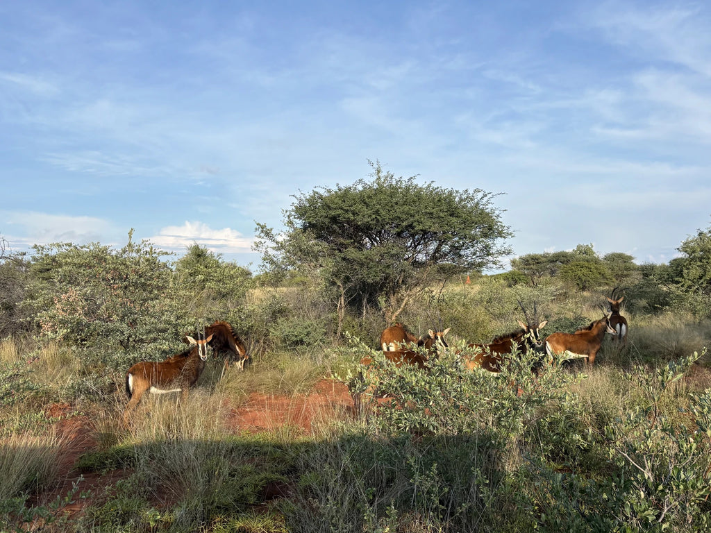 Okonjima Plains Camp, Otjiwarongo Namibia