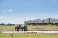 Ol Pejeta Conservancy, Nanyuki Kenya