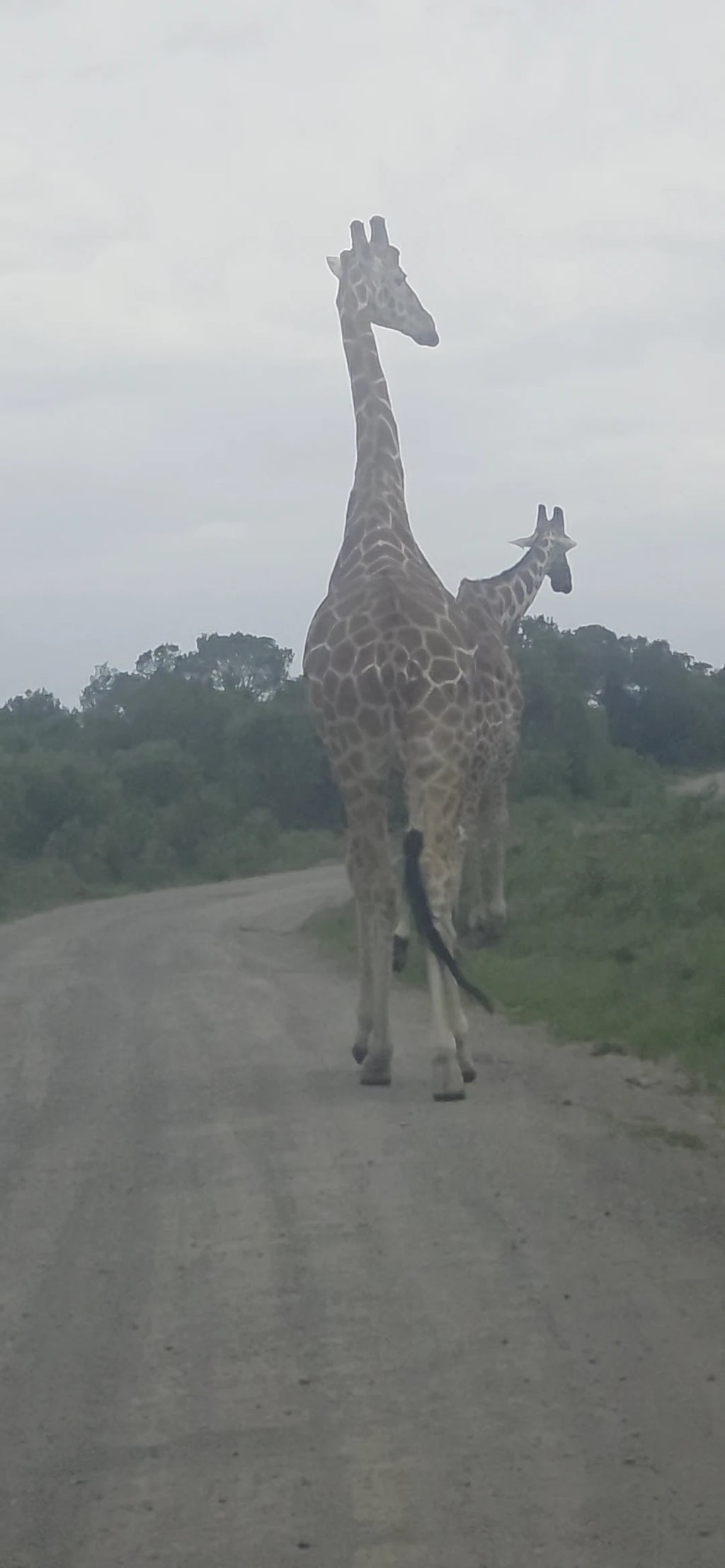 Ol Pejeta Conservancy, Nanyuki Kenya