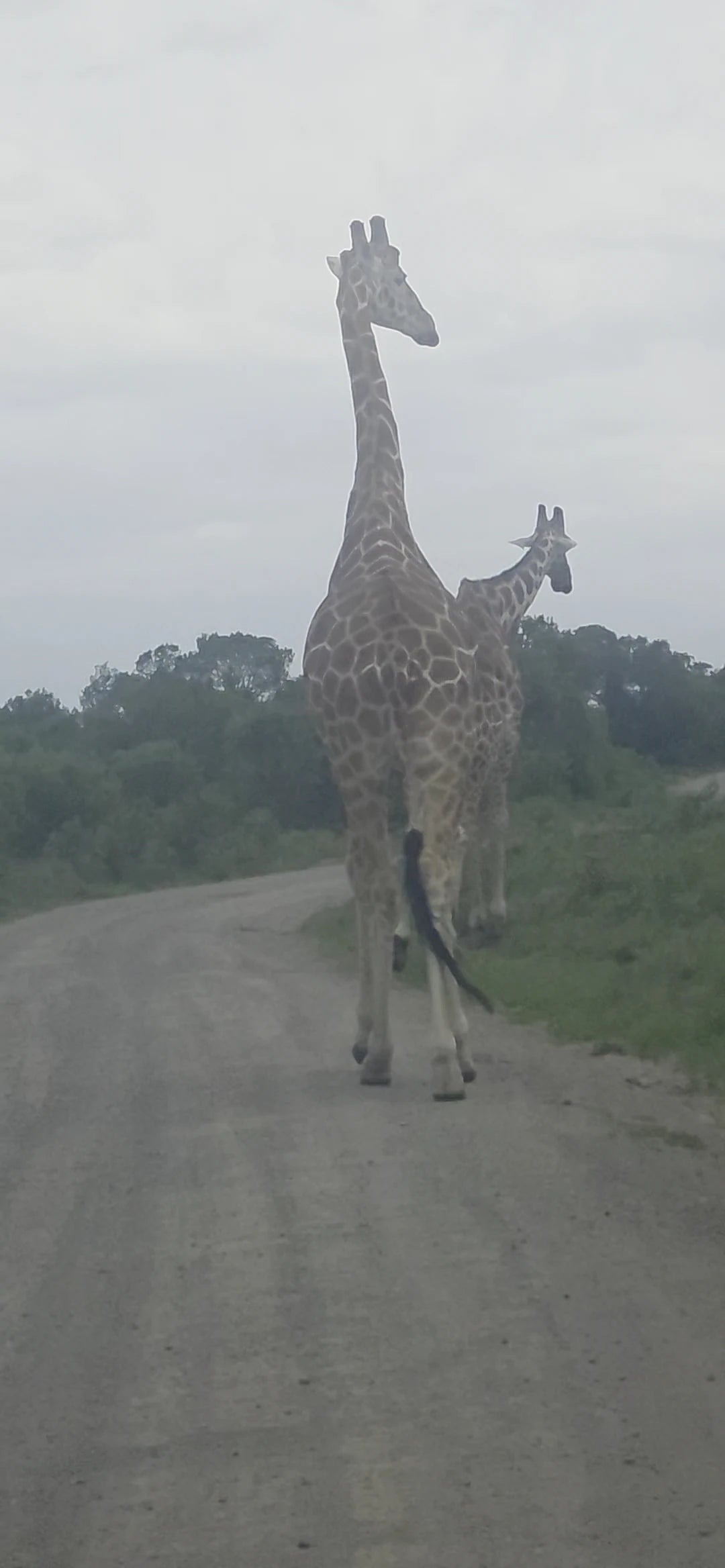 Ol Pejeta Conservancy, Nanyuki Kenya