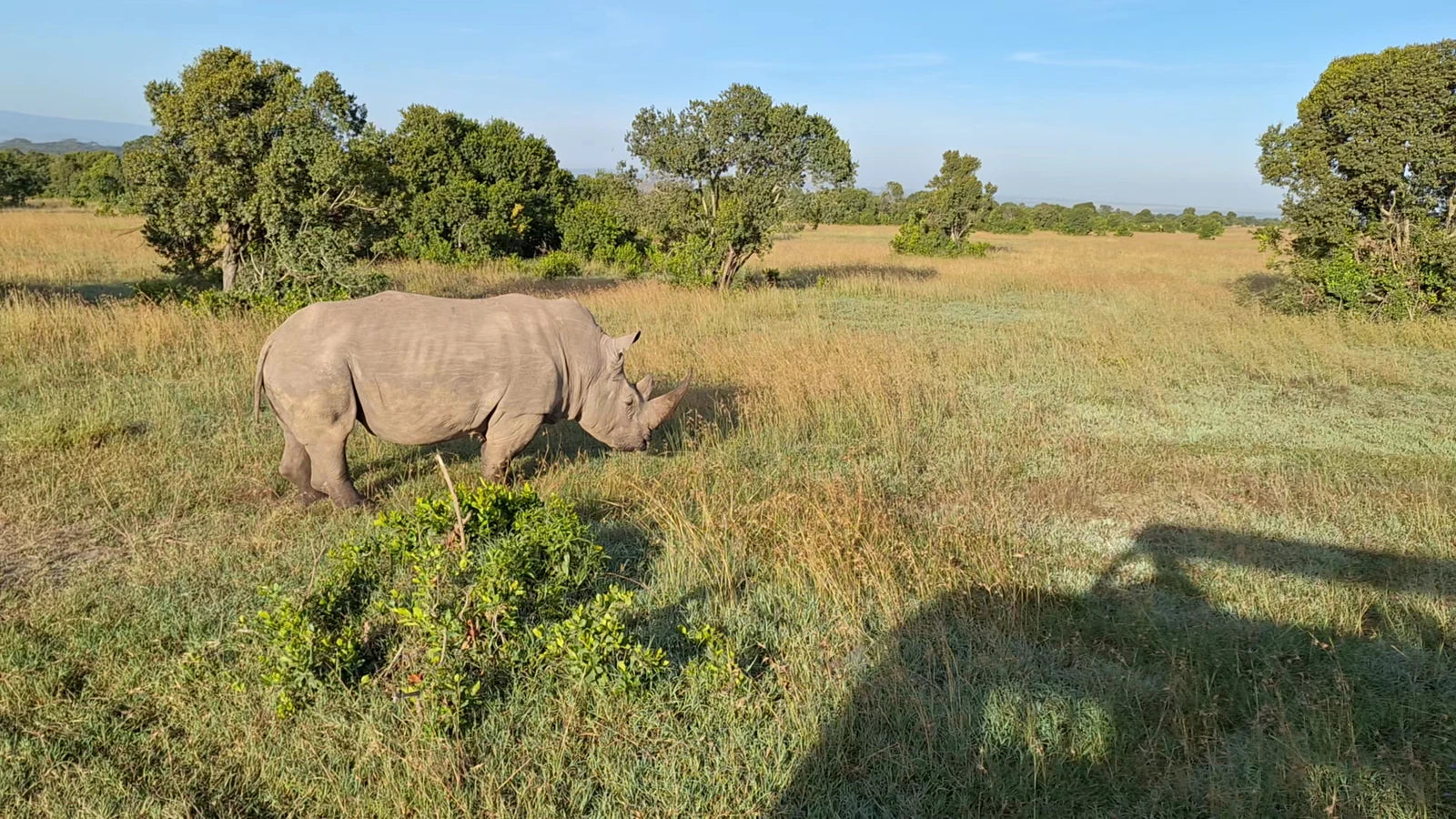 Ol Pejeta Conservancy, Nanyuki Kenya