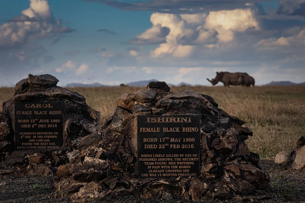 Ol Pejeta Conservancy, Nanyuki Kenya