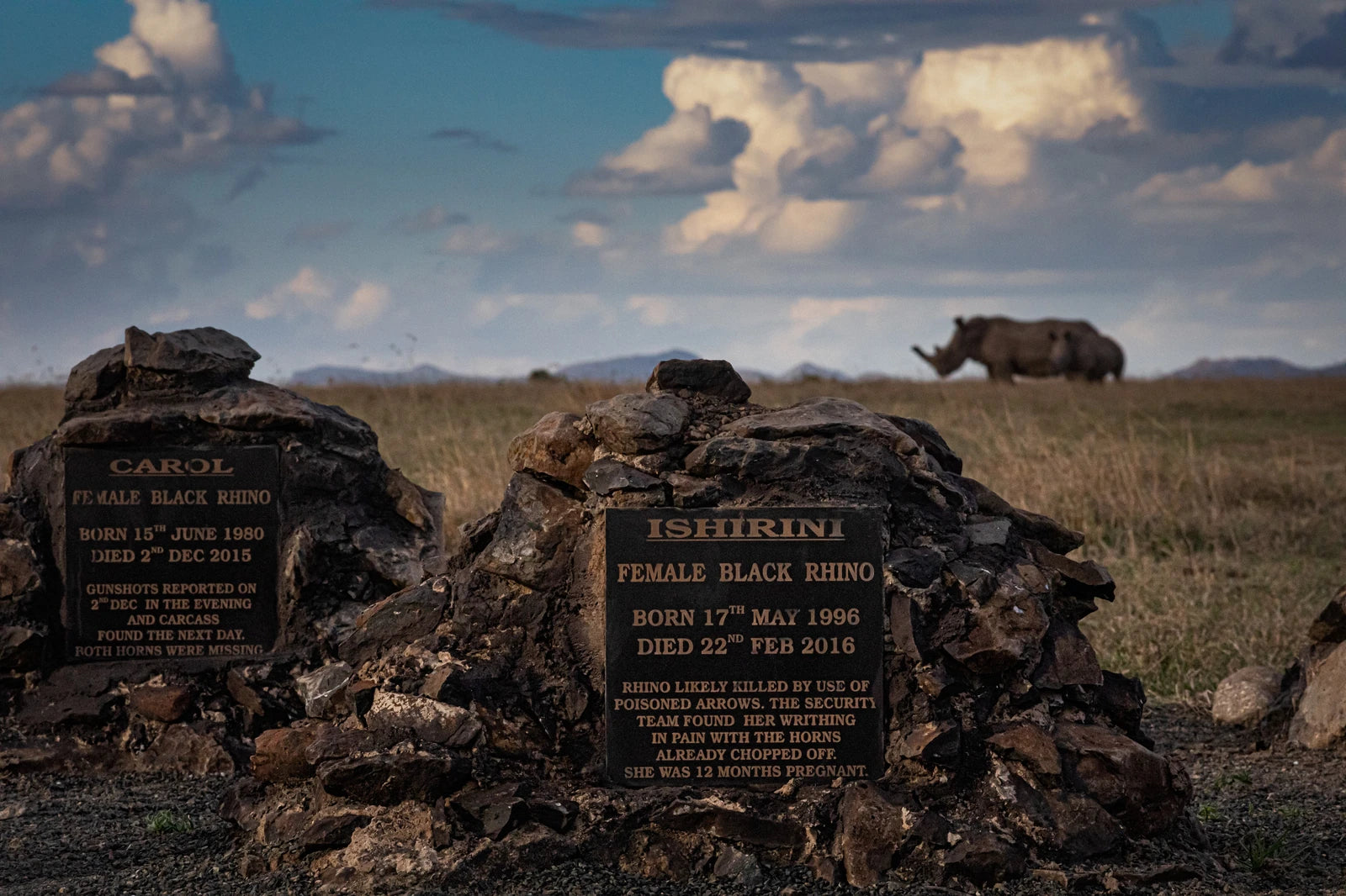 Ol Pejeta Conservancy, Nanyuki Kenya
