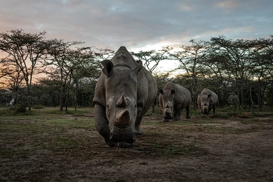 Ol Pejeta Conservancy, Nanyuki Kenya