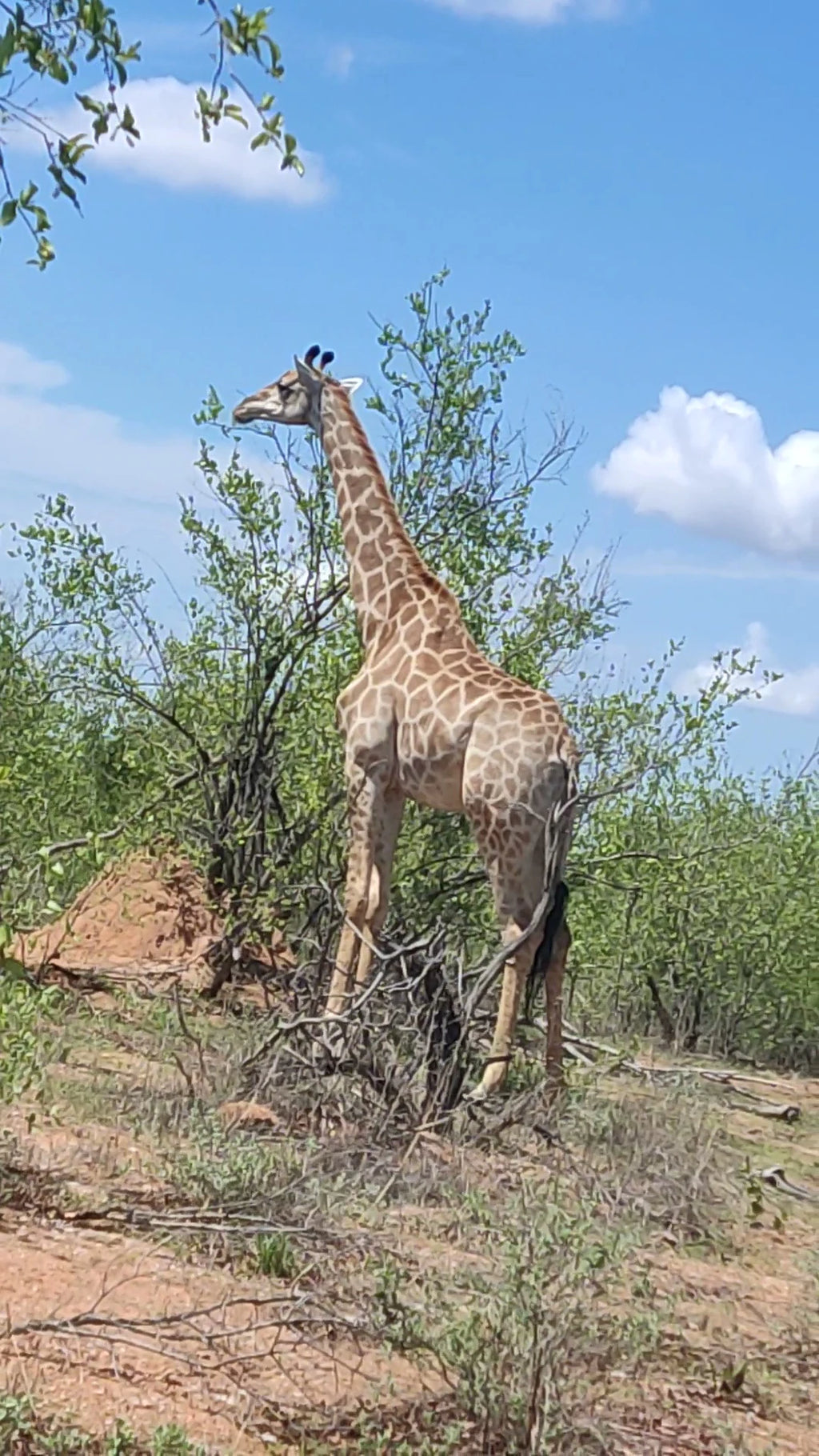 Orpen Gate Kruger National Park (Reception),  South Africa