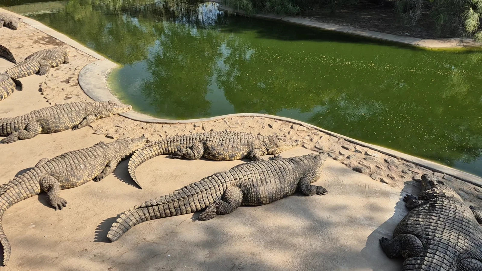 Otjiwarongo Crocodile Farm, Otjiwarongo Namibia
