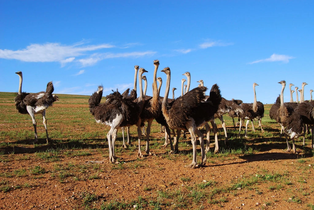 Oudtshoorn, 
Oudtshoorn South Africa