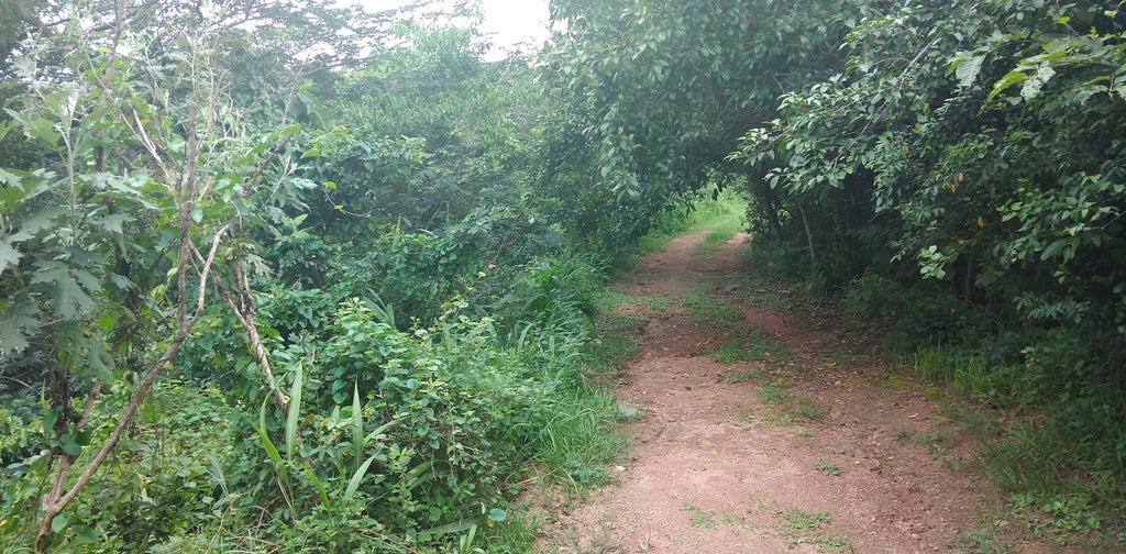 Paradise Valley, Durban South Africa