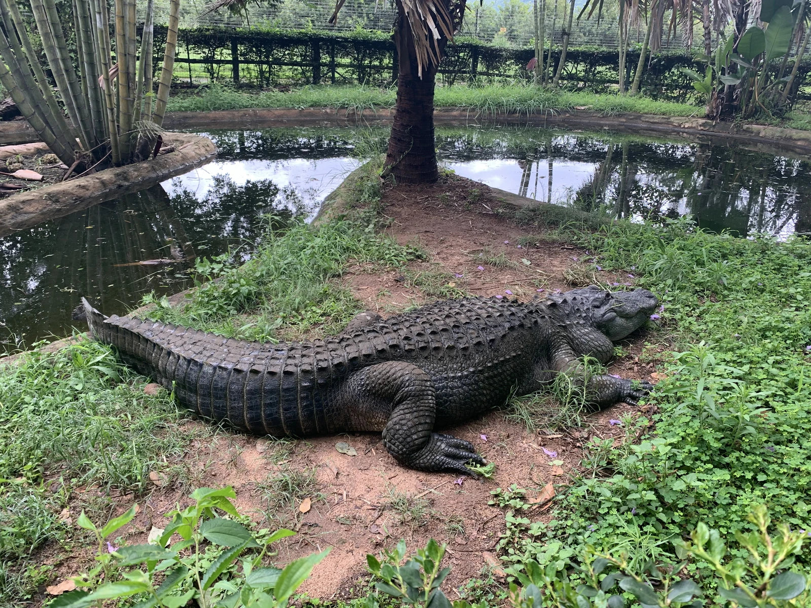 Perry's Bridge Reptile Park