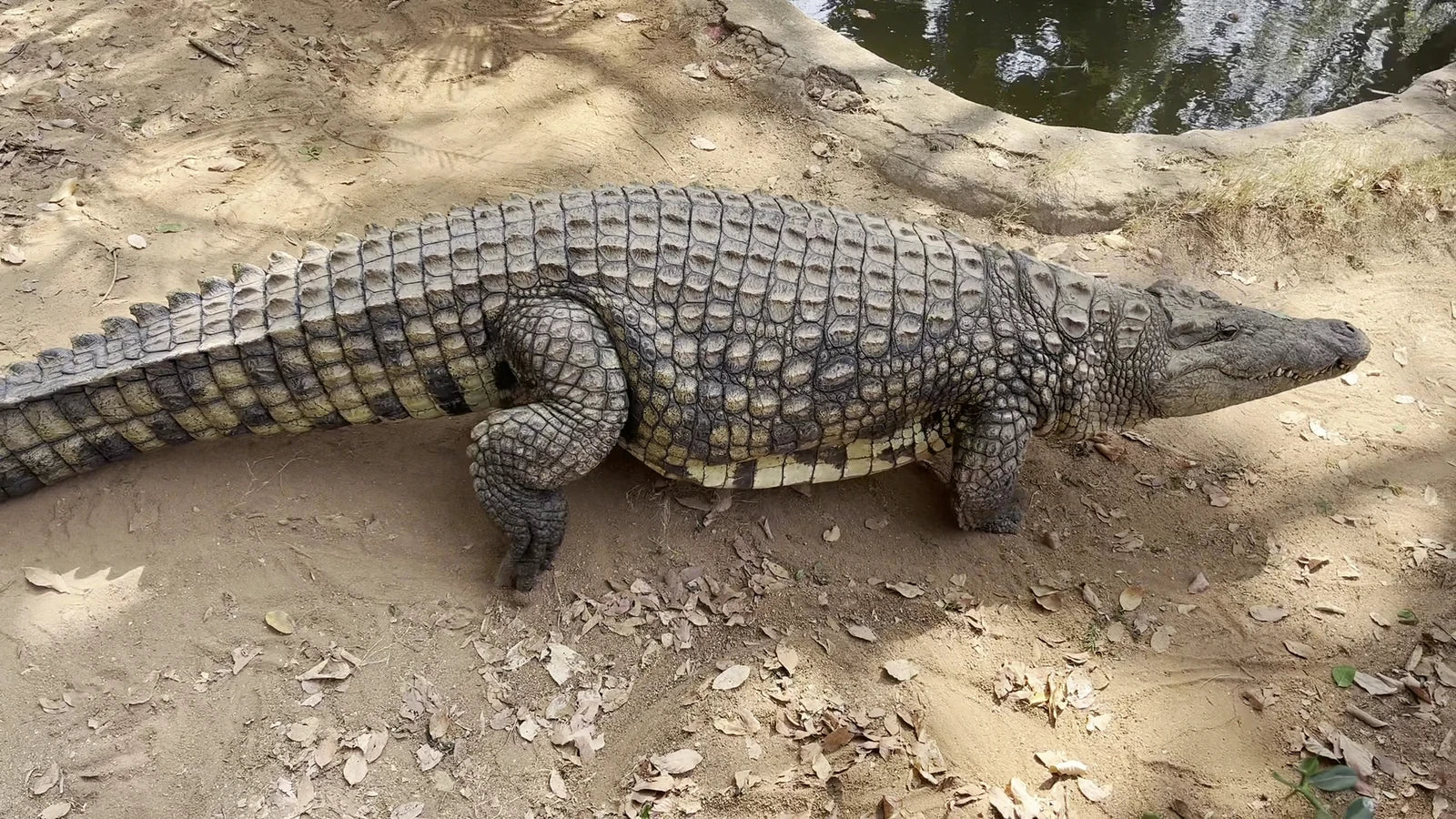 Perry's Bridge Reptile Park, Hazyview South Africa