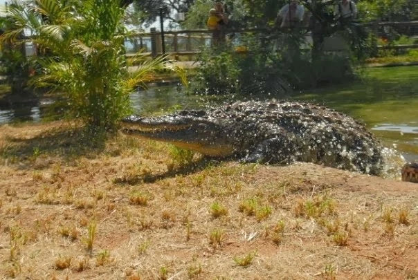 Perry's Bridge Reptile Park, Hazyview South Africa