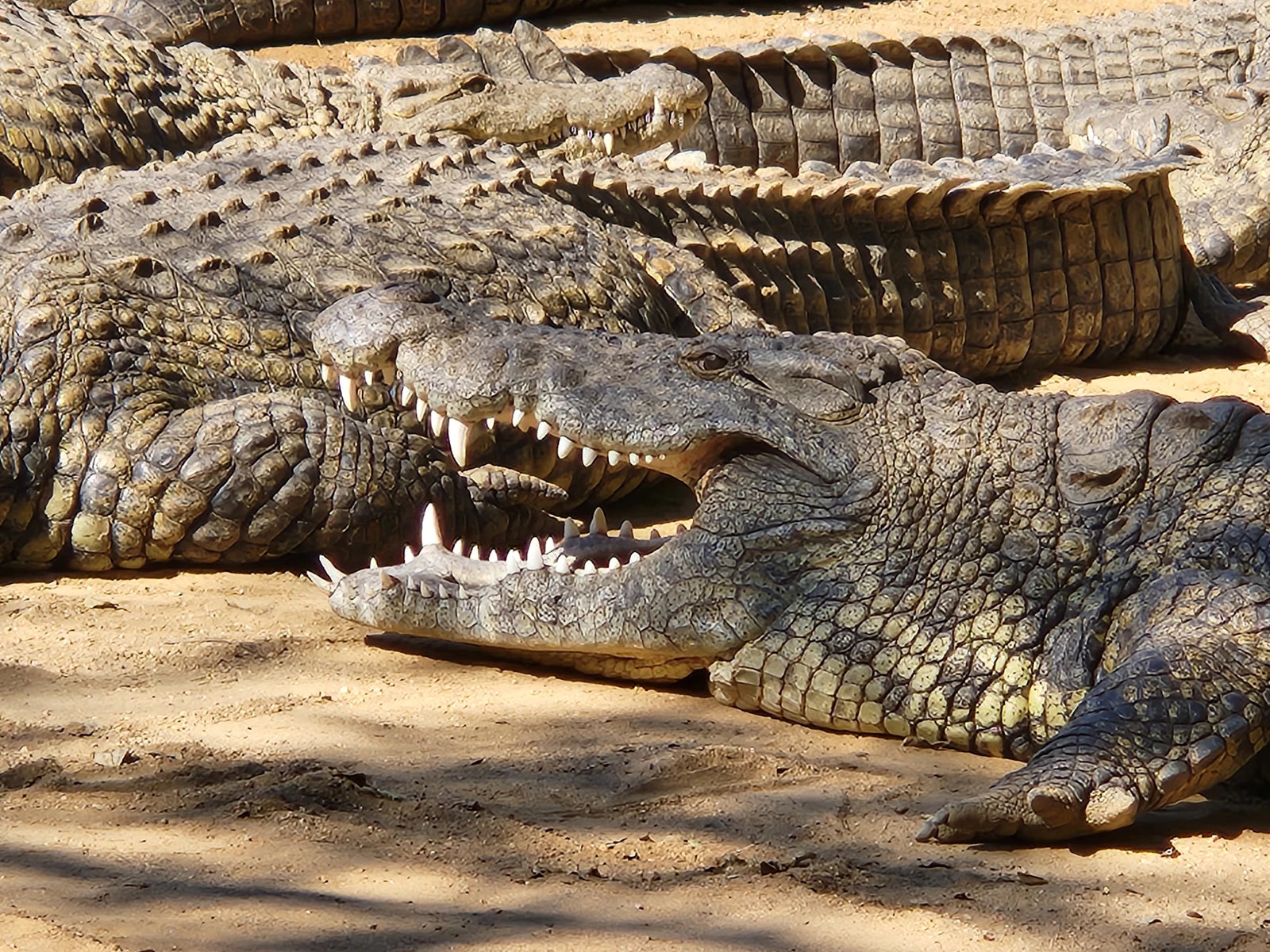 Perry's Bridge Reptile Park, Hazyview South Africa