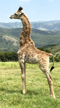 PheZulu Safari Park, Outer West Durban South Africa