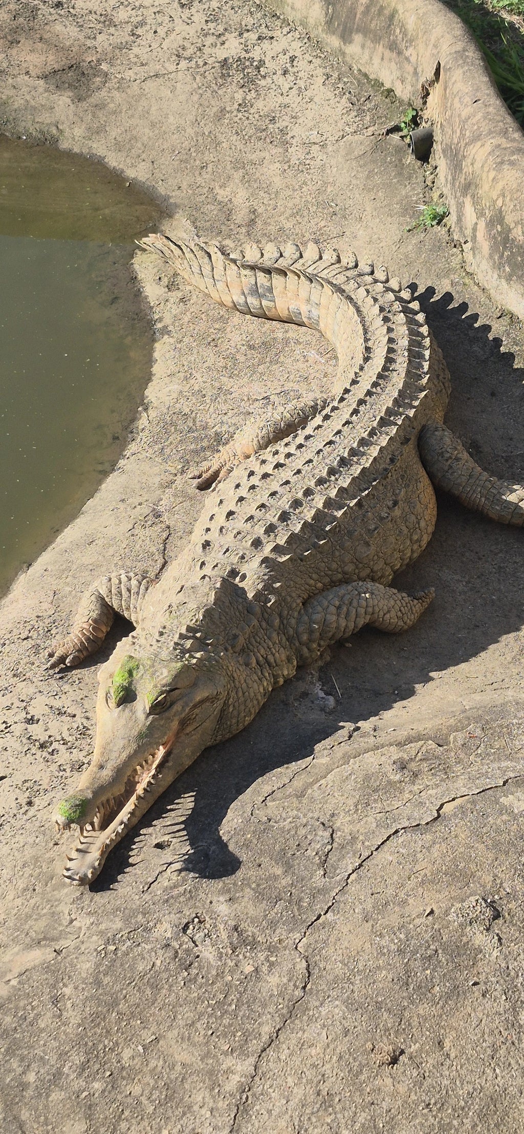 PheZulu Safari Park, Outer West Durban South Africa