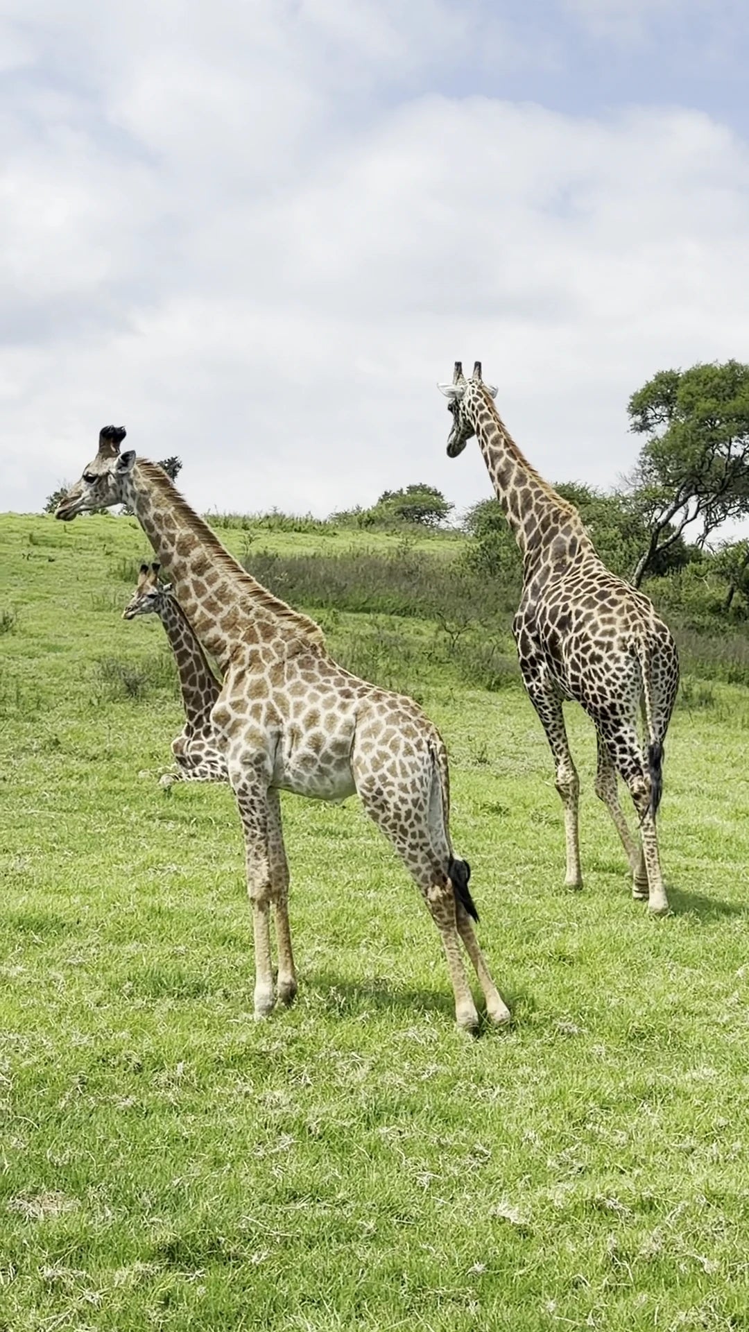 PheZulu Safari Park, Outer West Durban South Africa