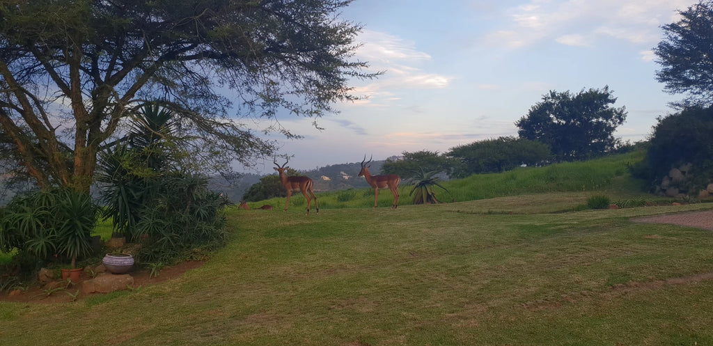 PheZulu Safari Park, Outer West Durban South Africa