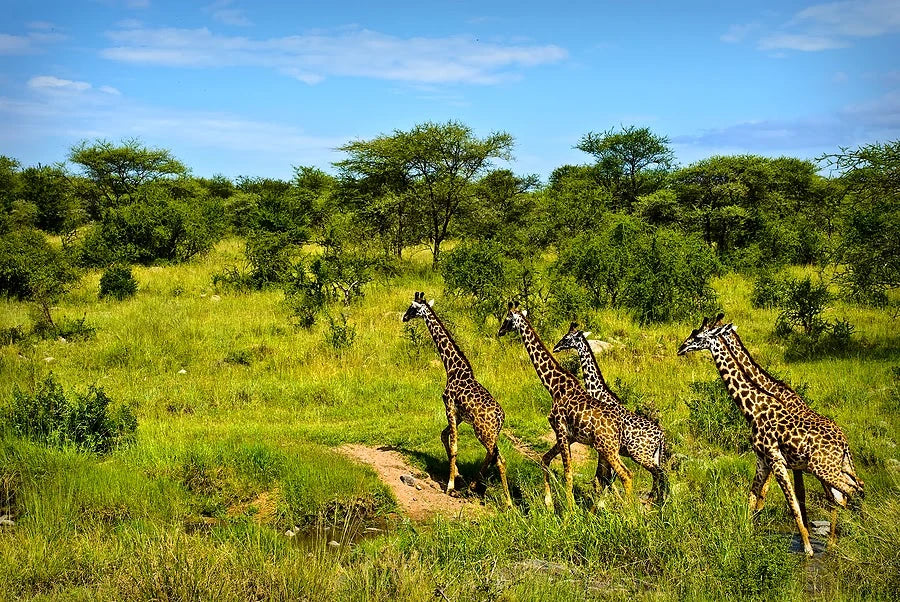 PheZulu Safari Park, Outer West Durban South Africa