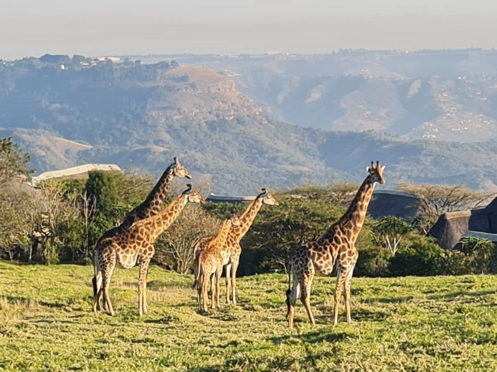 PheZulu Safari Park, Outer West Durban South Africa