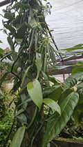 PLANTATION VANILLE ST JULIEN D'HOTMAN, St Julien d Hotman Mauritius