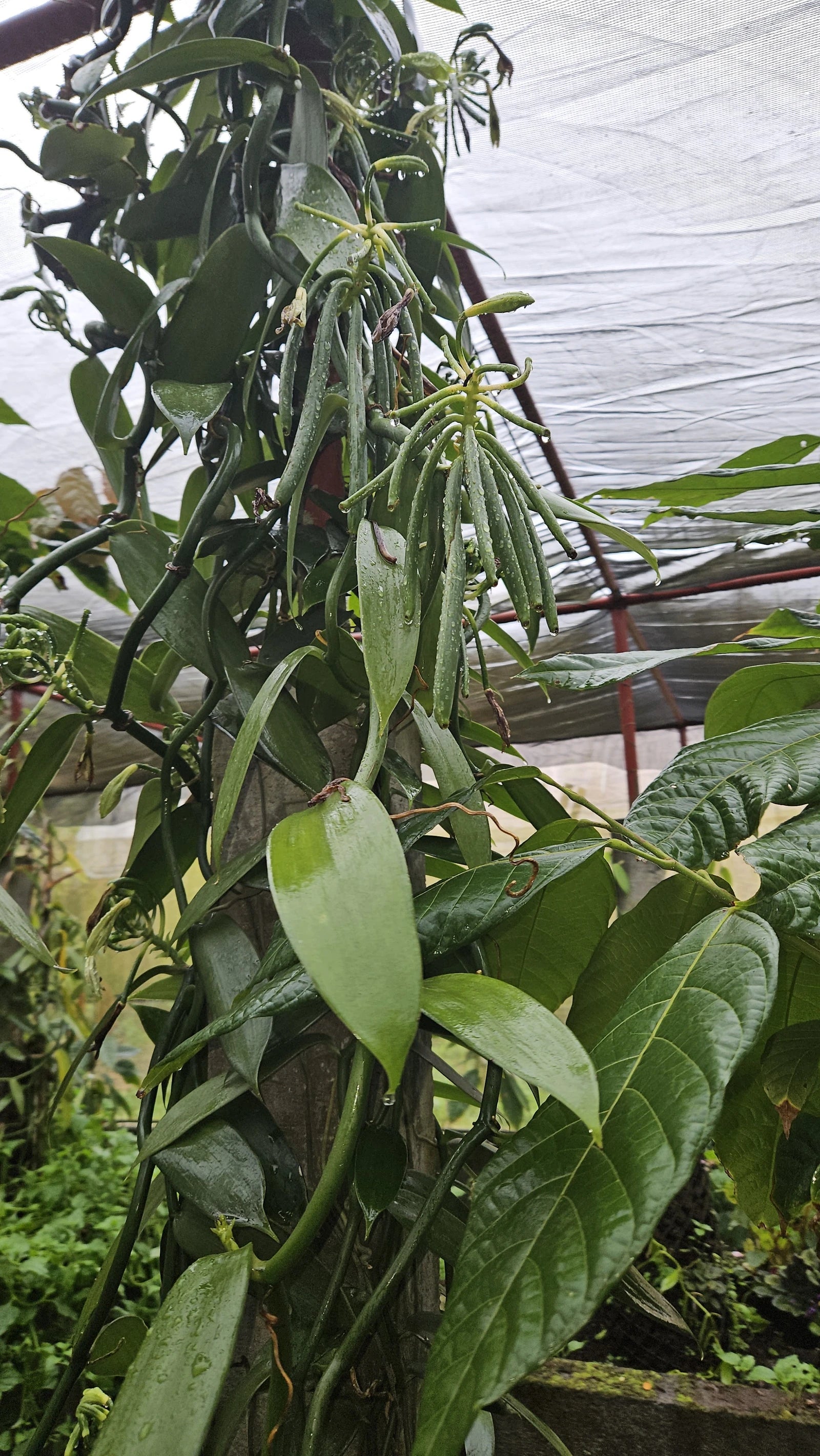 PLANTATION VANILLE ST JULIEN D'HOTMAN