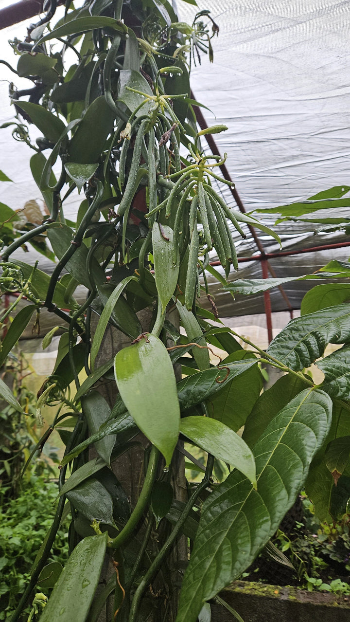 PLANTATION VANILLE ST JULIEN D'HOTMAN