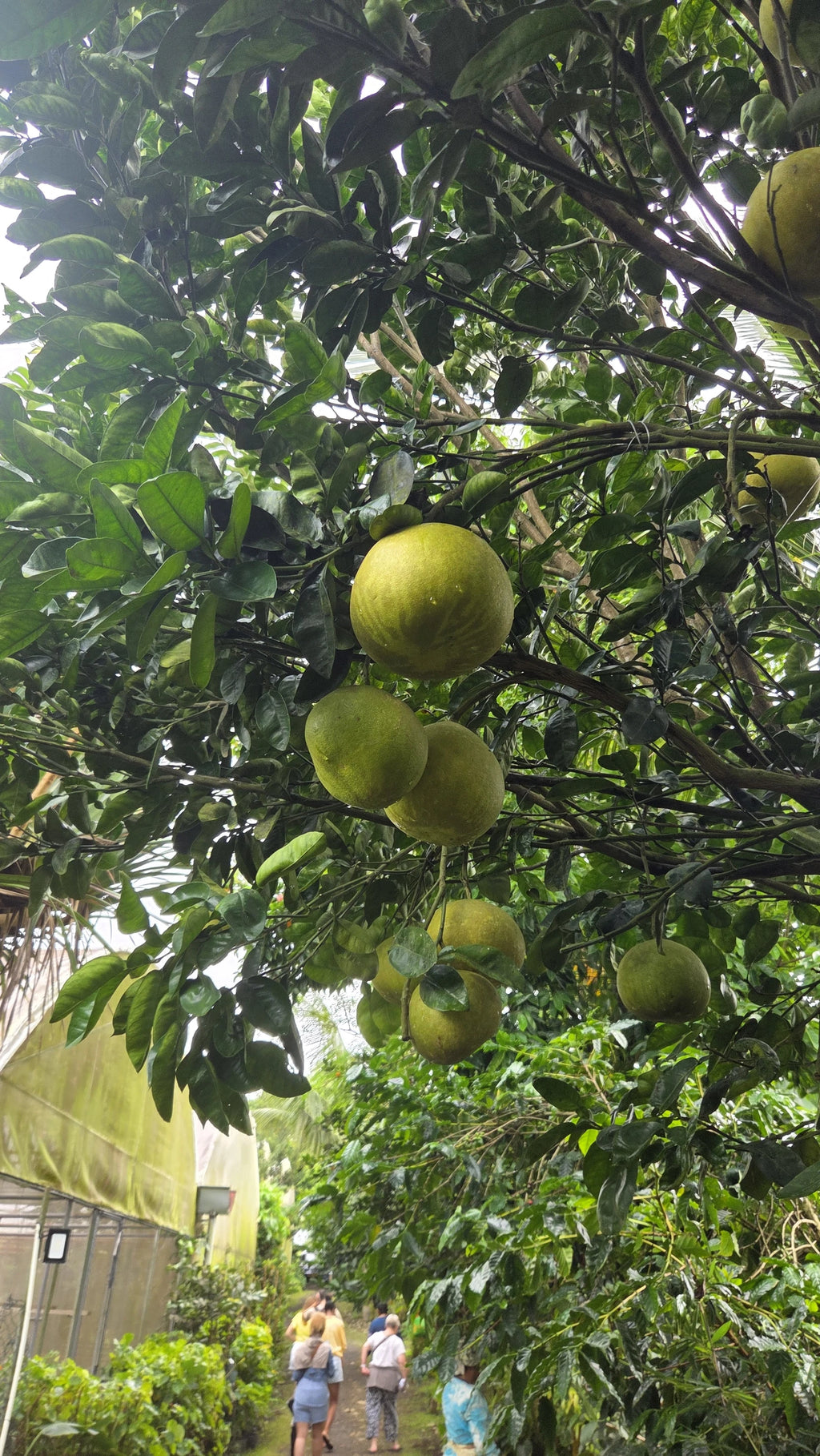 PLANTATION VANILLE ST JULIEN D'HOTMAN, St Julien d Hotman Mauritius