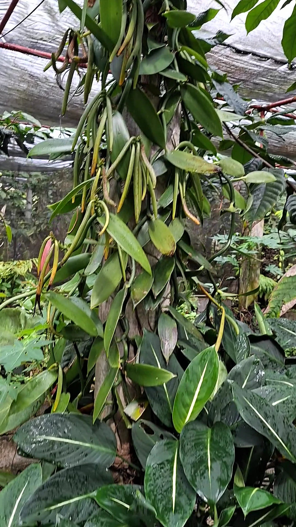 PLANTATION VANILLE ST JULIEN D'HOTMAN, St Julien d Hotman Mauritius