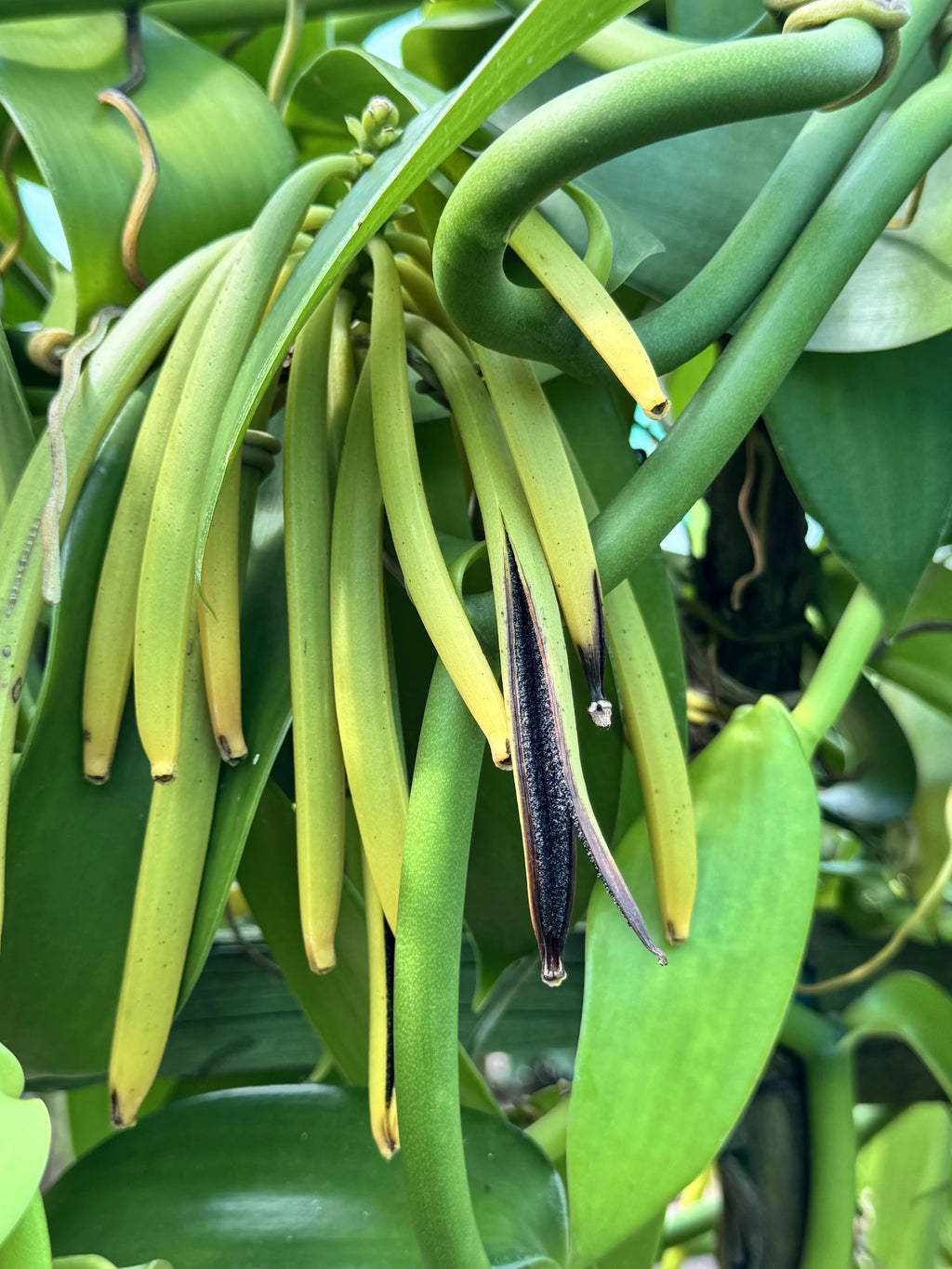 PLANTATION VANILLE ST JULIEN D'HOTMAN, St Julien d Hotman Mauritius