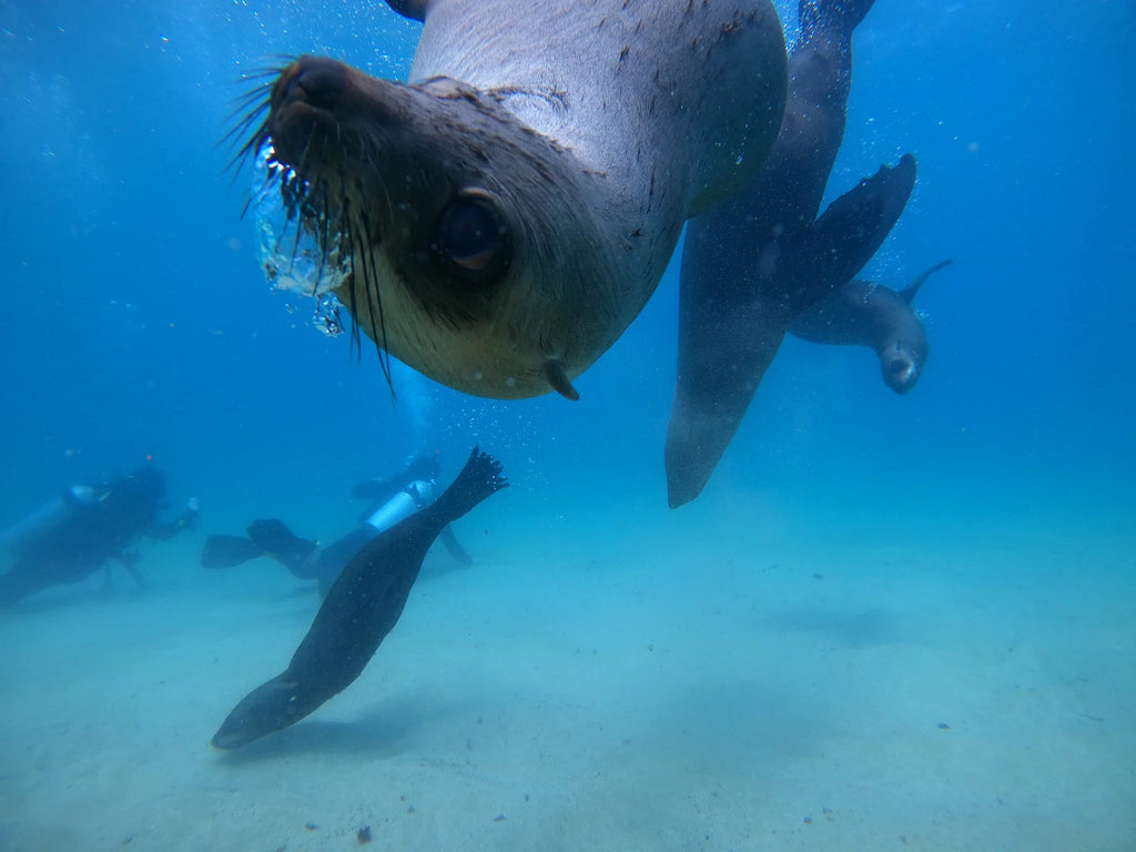 ProDive Seal Swims, Plettenberg Bay South Africa