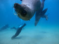 ProDive Seal Swims, Plettenberg Bay South Africa