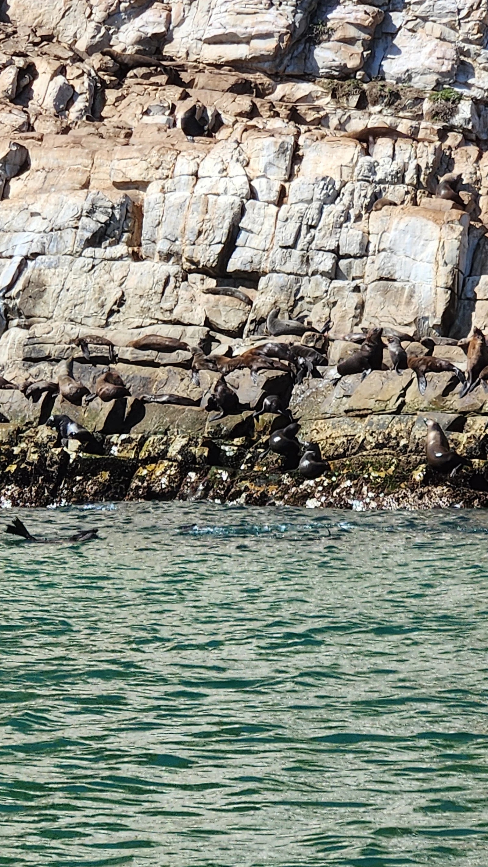 ProDive Seal Swims, Plettenberg Bay South Africa