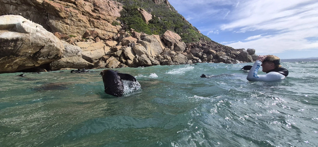 ProDive Seal Swims, Plettenberg Bay South Africa