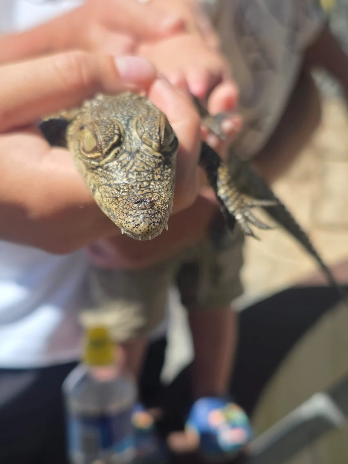 Pure Venom Reptile Park, Margate South Africa